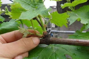 三步催芽秘籍，让你种出健康樱桃核苗