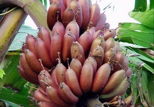 红香蕉与红色美人蕉：大自然的瑰宝