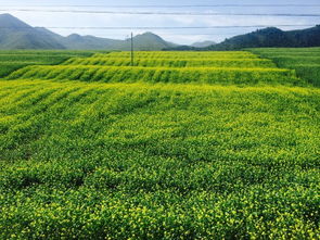 川草2号老芒麦：越老越值钱