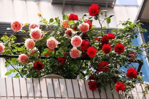 如何拉扯树枝进行藤本月季的牵引爬藤？