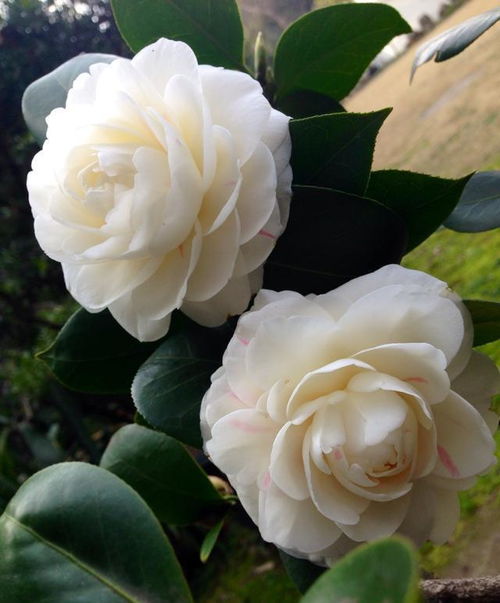 秋季养茶花促花苞，养法攻略全解析！