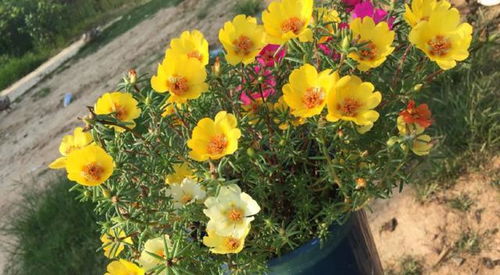 盆栽太阳花怎么养？一看就会的种植方法