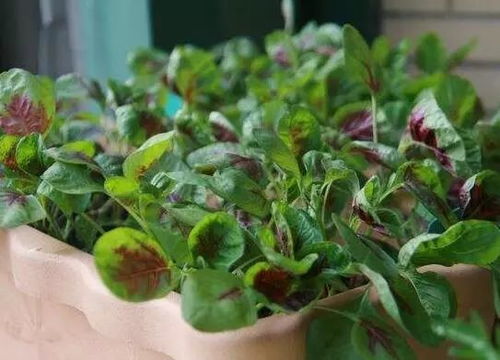 蕞佳播种时间：春暖花开之际