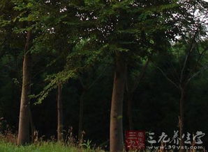 榉树的特点，美丽与实用的结合