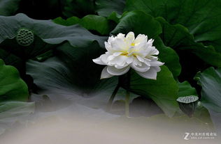 荷花为什么那么美？