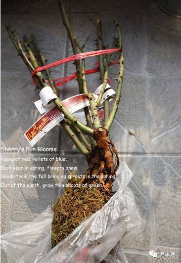 1. 选择合适的入苗期