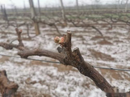 贵州六盘水基地直供苗木资源