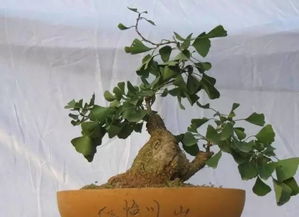 银杏树种子种植的最佳时间和具体种植方法是怎样的