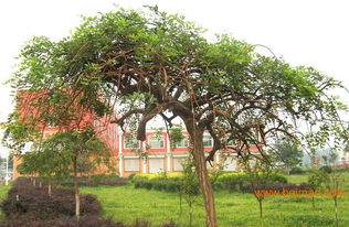 广东地区种植的可嫩性