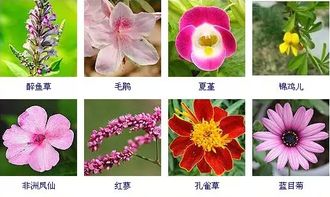 花卉图片大全：常见品种都在这