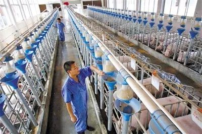 科学发展引领养猪业，提升农业养殖品质
