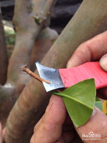 茶花嫁接后未愈合伤口如何正确处理才能促进伤口愈合并防止感染
