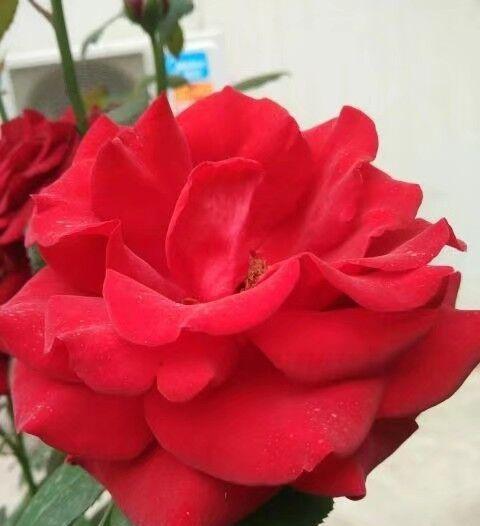 第二步：根系状态，发达才是硬道理