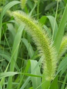 亲测案例：冰草的神奇成长