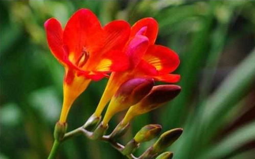 延长莲花开花期，你试过吗