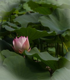 直接埋土，靠谱不靠谱？