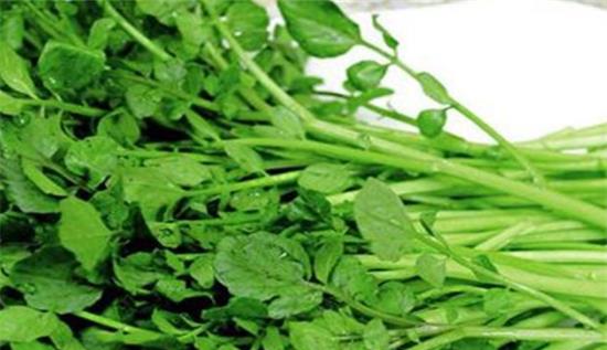 豆瓣菜新鲜诱人，绿色健康