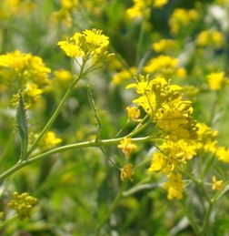 黄花植物的分类与品种