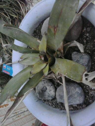 花草生病，病因究竟是什么