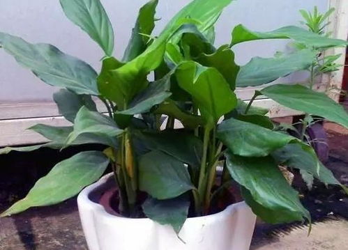 冬季植物为何发黄？如何有效防治植物黄叶现象