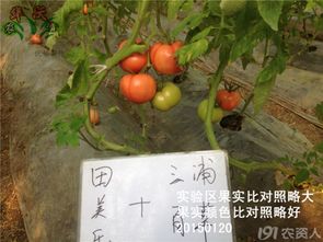 植物保护，从阿维菌素与氨基寡糖素说起