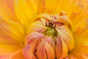 梧桐高洁， 菊花傲霜