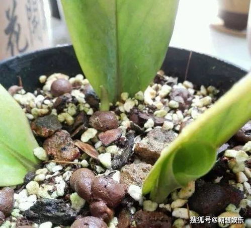 四川土壤黏重种花烂根的烦恼