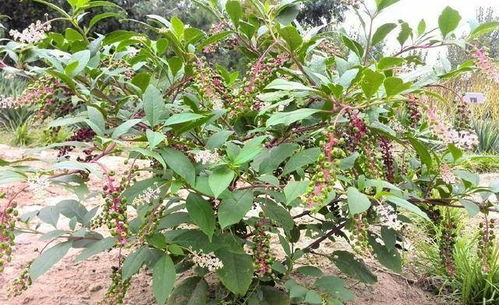 人参树：补气养血的神奇之树