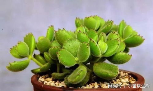 养多肉植物选花盆的小秘密