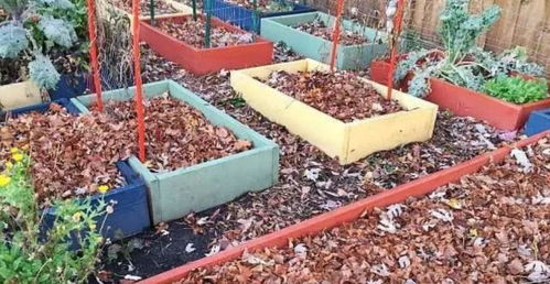 菜园里的那些事儿