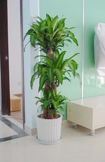 植物衍生品的开发与销售