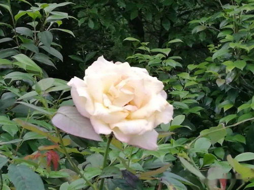 飞溅月季：热情似火， 美丽动人