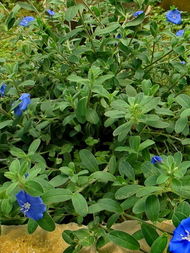 三、 蓝星花，色彩斑斓