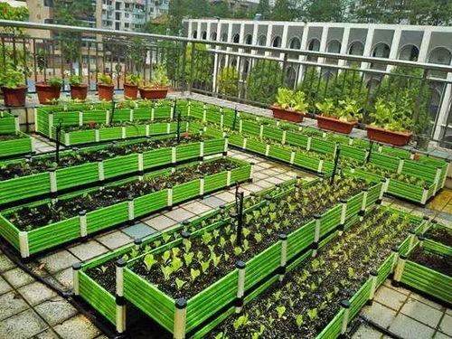 屋顶菜园的好处