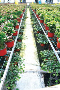 种植花木， 这些注意事项要牢记