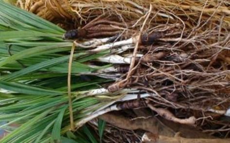 如何判断种子活性