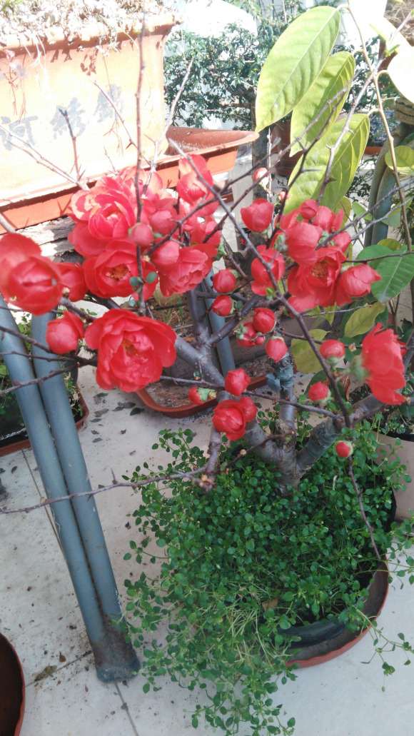 嫁接海棠的桩材选择