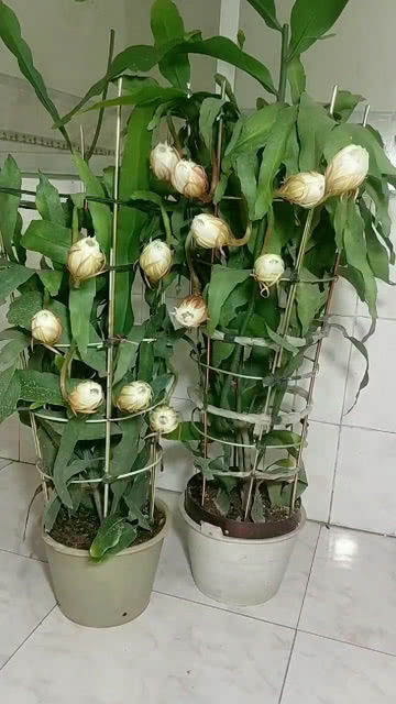 昙花一现，为何只此一夜