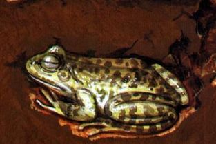 冬眠， 与寒冷共存