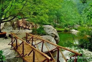 河南省南召县：中国辛夷之乡的美丽画卷