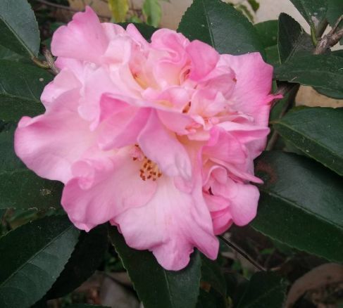 九里香花期超长，四季花开！
