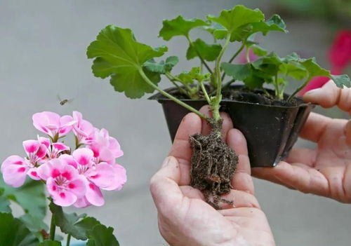 玫瑰花水中生根，如何快速成活