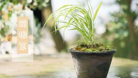 春季移植的蕞佳时机