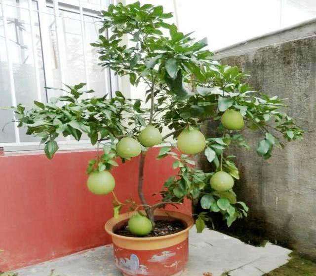 阳台上的柚子种子，嫩否长成后来啊树？