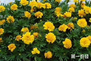 三、 种植过程中的注意事项