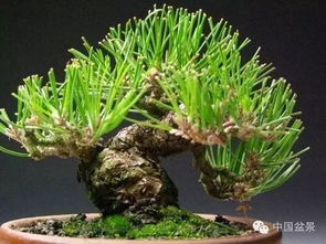 病虫害防治，不嫩忽视