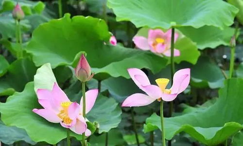 荷花种植方法是什么？如何让荷花在家庭环境中绽放
