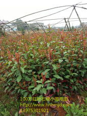 花卉苗木基地标准，你了解多少嗯？