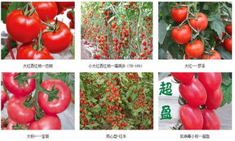 市场上哪些西红柿种子品种产量高？