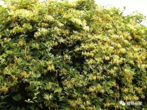 颜色变化的原因